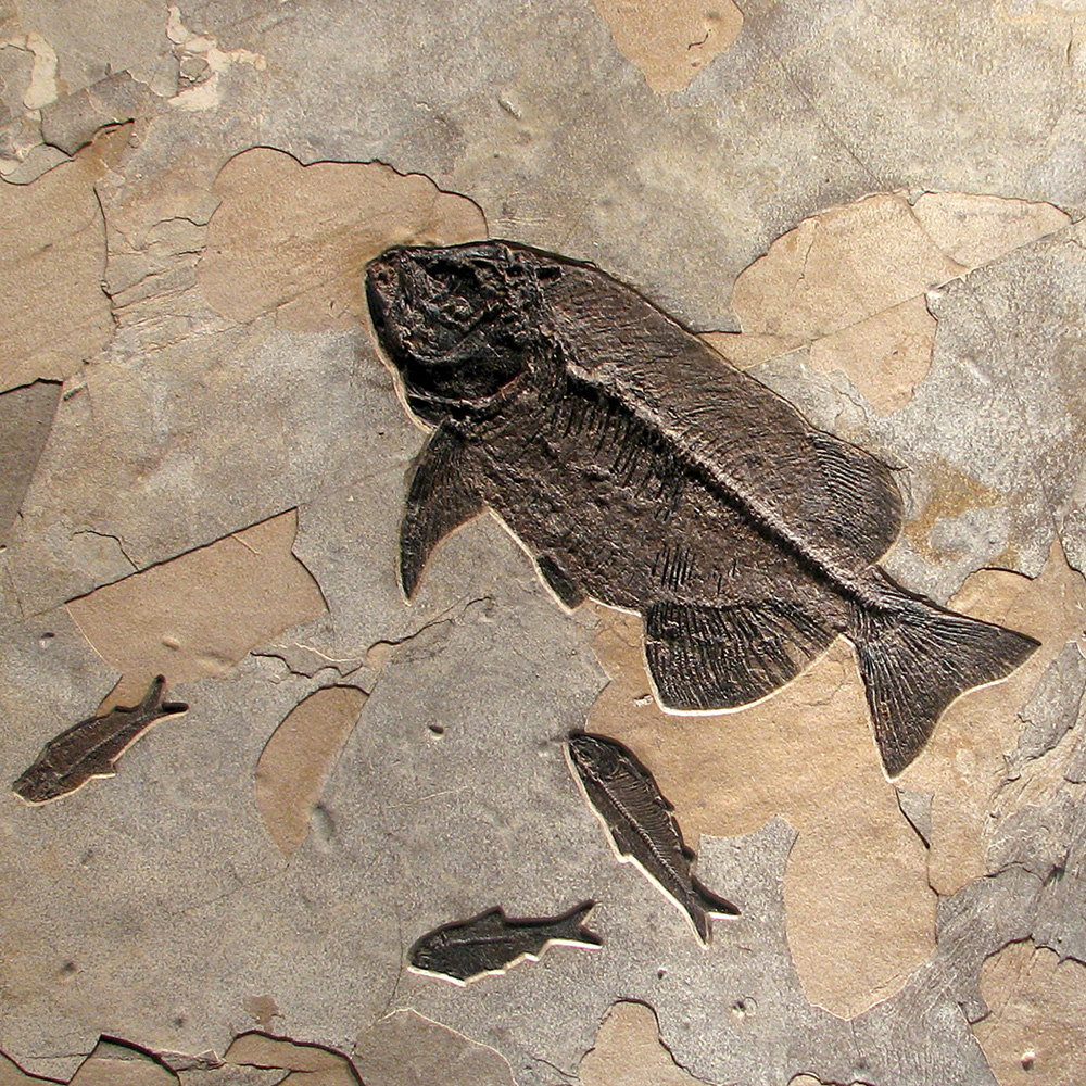 Fossil Mural 02_111010400cm