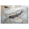 Fossil Mural 02_120426333am