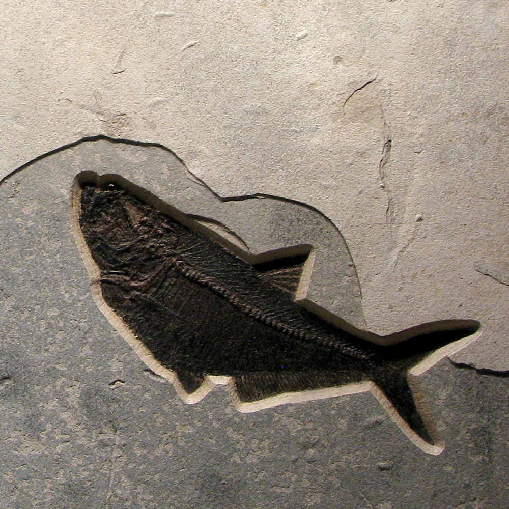 Fossil Mural 02_Q070605004cm