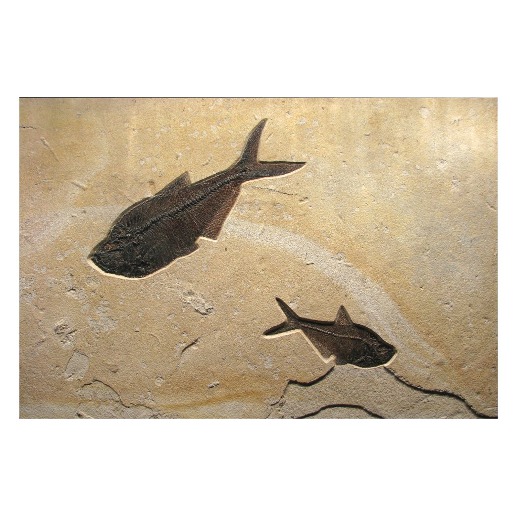 Fossil Mural 02_Q110330550am