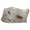 Fossil Mural 02_121605500cm