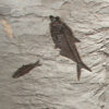 Fossil Mural 02_121605500cm 2