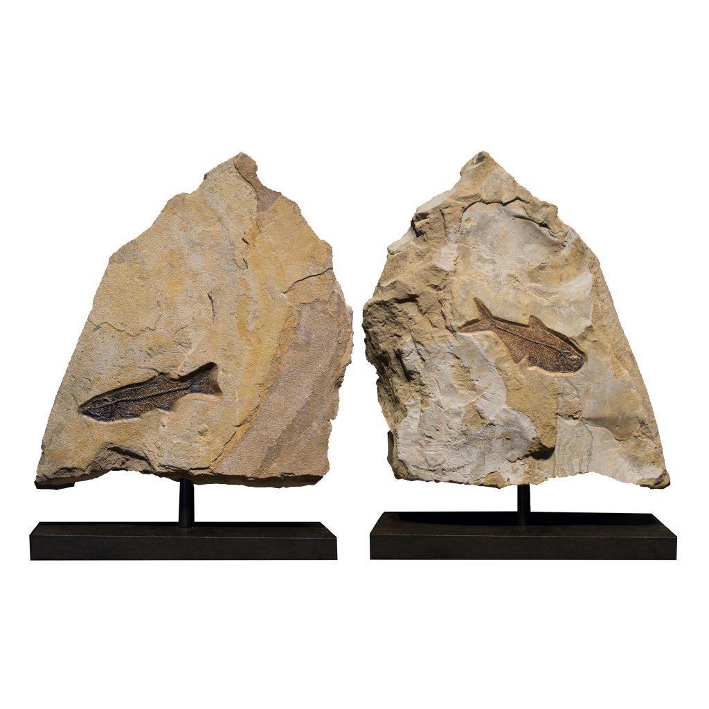 Fossil Sculpture 02_150518367 Sculpture