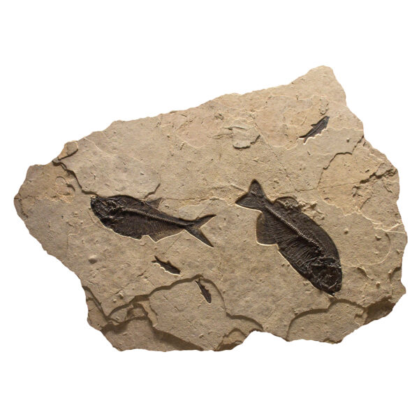 Fossil Mural 02_Q150611002cm