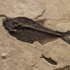 Fossil Mural 02_Q150611002cm 2