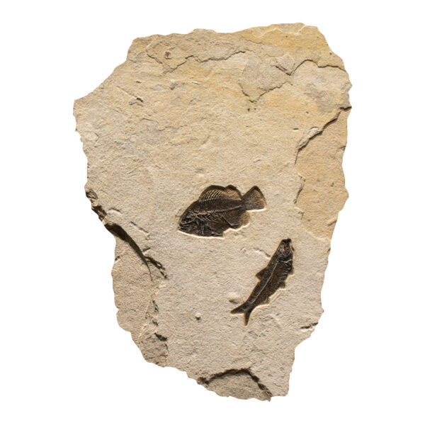 Fossil Mural 02_150805514am