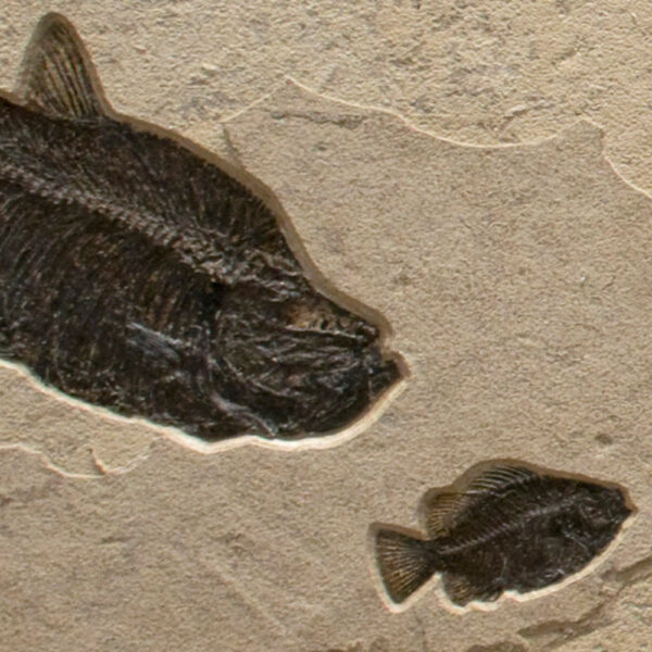 Fossil Mural 02_151020400ABC Triptych