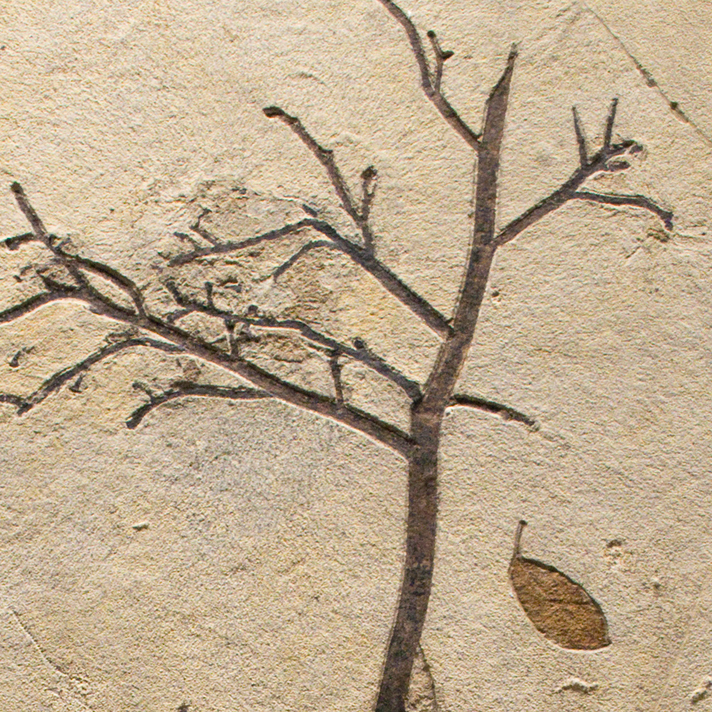 Fossil Mural 02_151116599cm