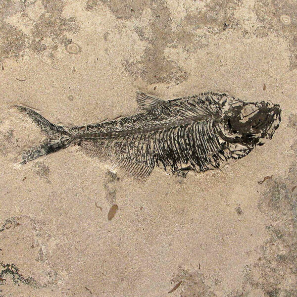 Fossil Table 02_D36Q070904009