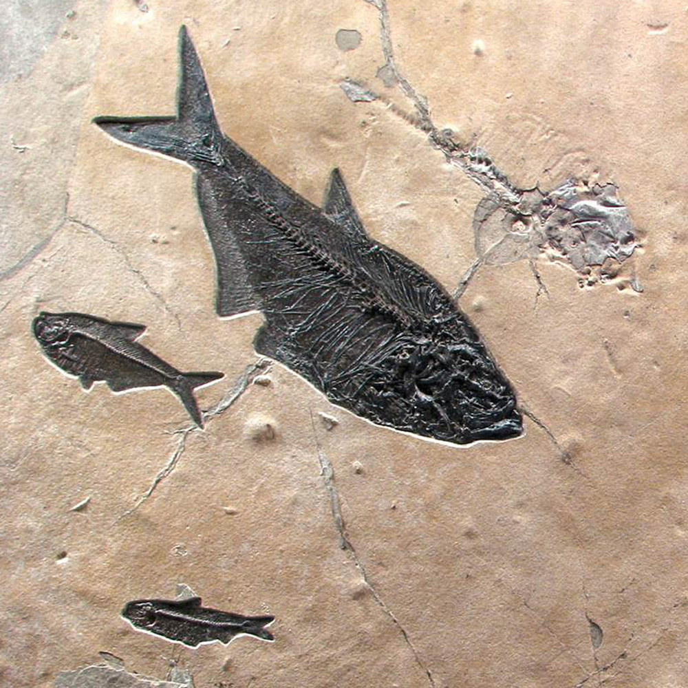 Fossil Mural 02_Q030730004cm