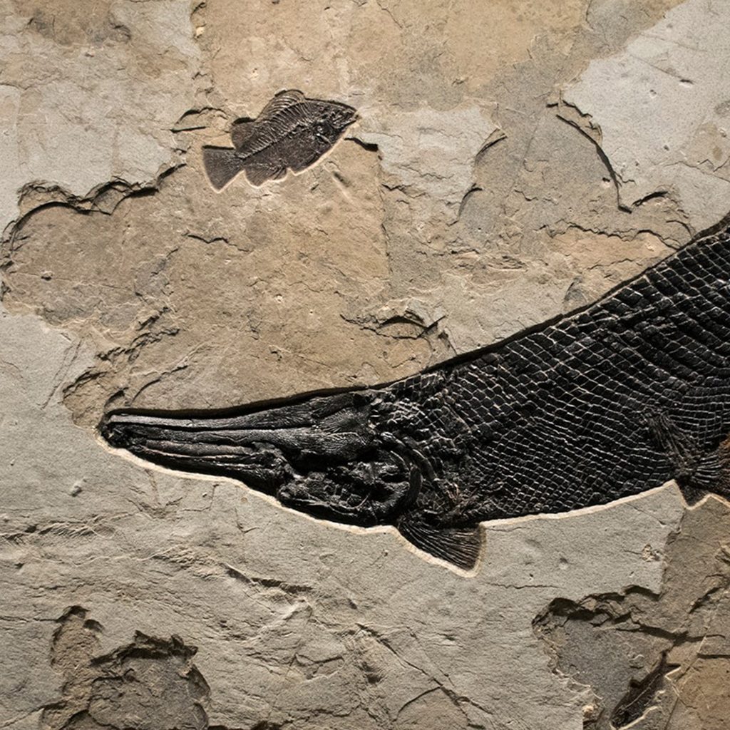 Gar Fish Fossil
