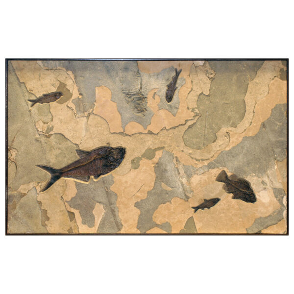 Fossil Mural Q070626014cm