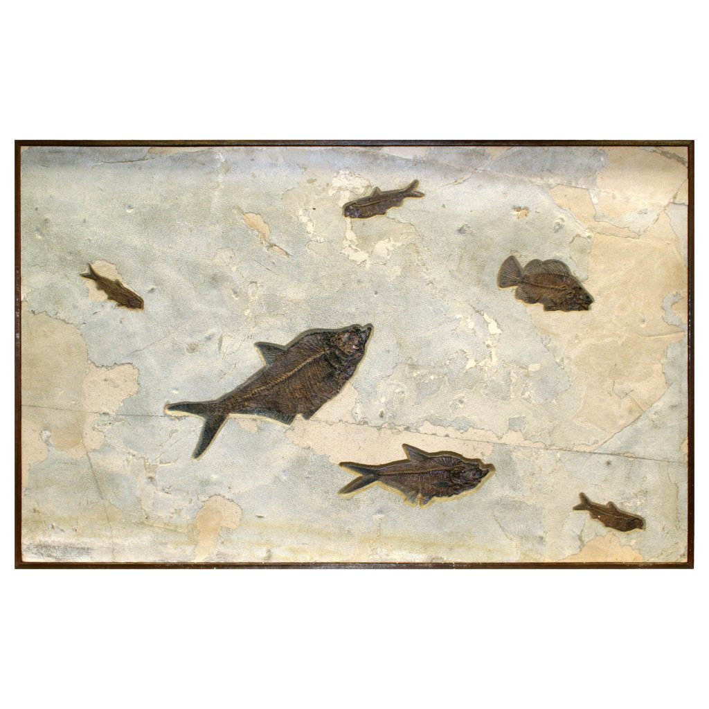 Fossil Collector Mural Q070725003cm