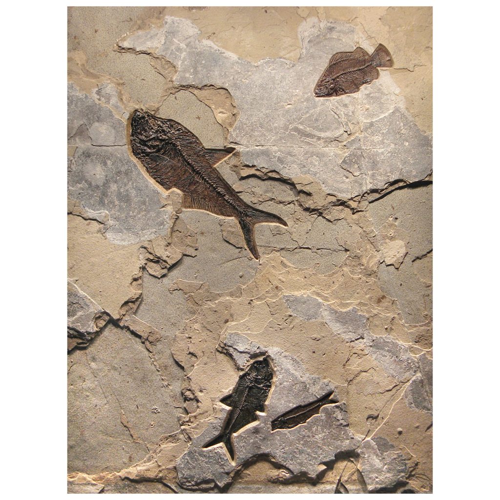 Fossil Mural Q110720006