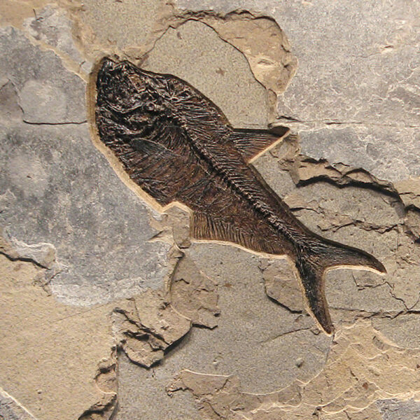 Fossil Mural Q110720006