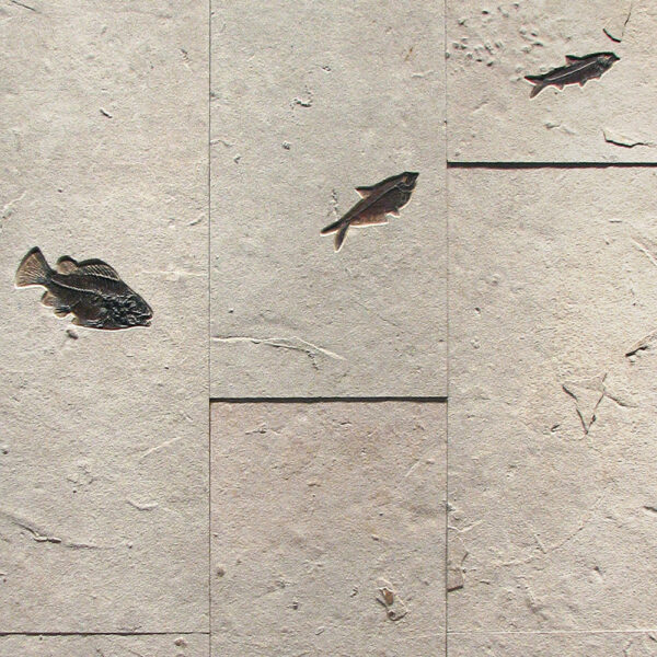 Fossil Mural Q120702002