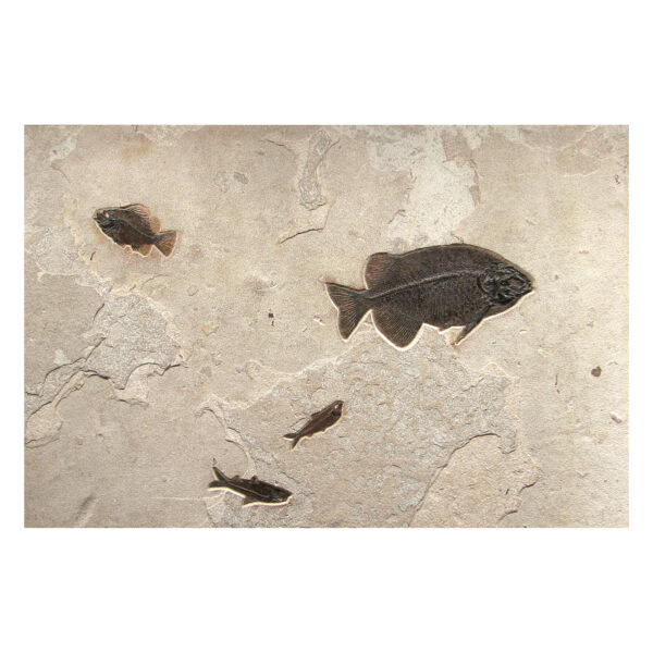 Fossil Mural Q130807500