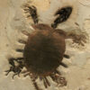 Turtle Trionyx Softshell Fossil Mural 2