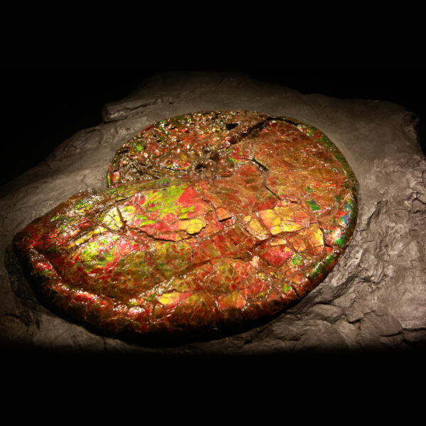 Canadian Ammonite 02_CF17_961