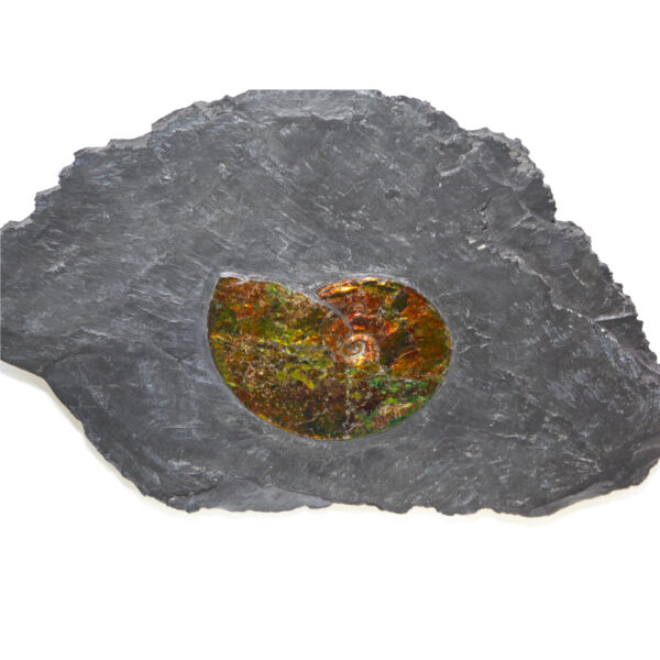 Ammonite - 02_CF1_1070