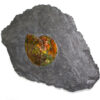 Ammonite – 02_CF1_1070 5