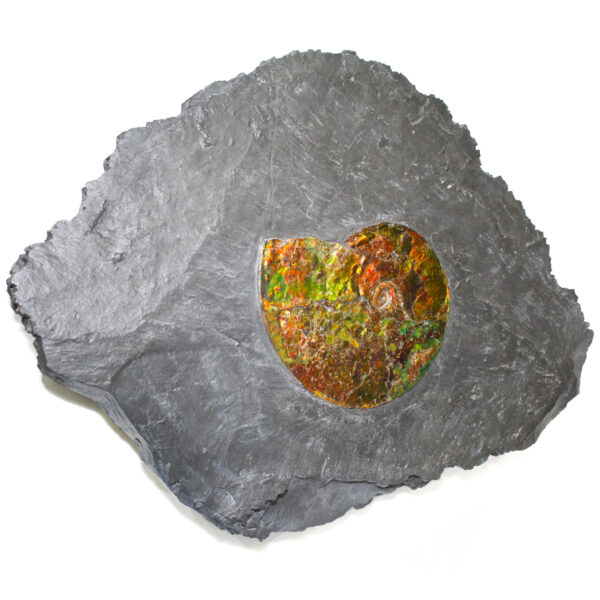 Ammonite - 02_CF1_1070
