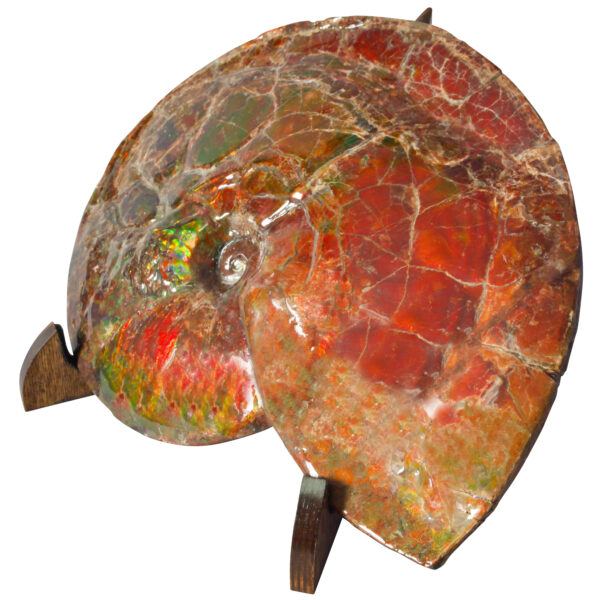 Ammonite - 02_CF1_1083