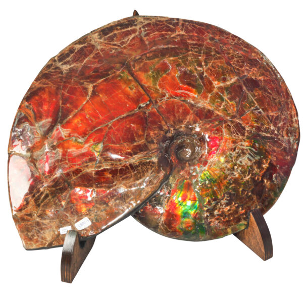 Ammonite - 02_CF1_1083
