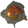 Ammonite – 02_CF21_791 2