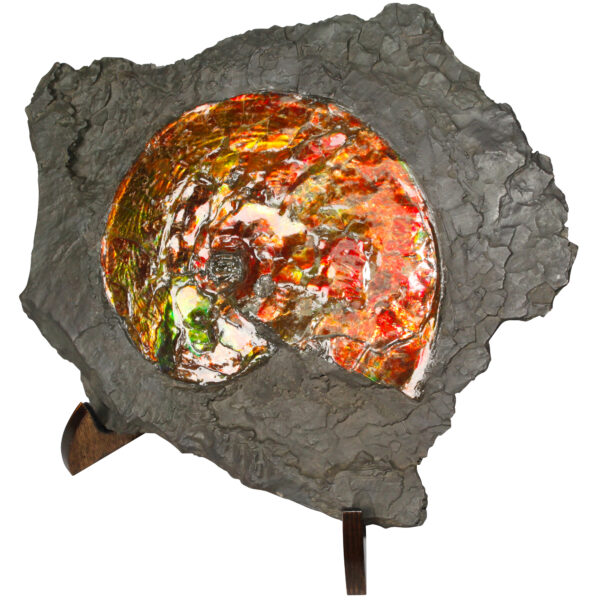 Ammonite - 02_CF21_791