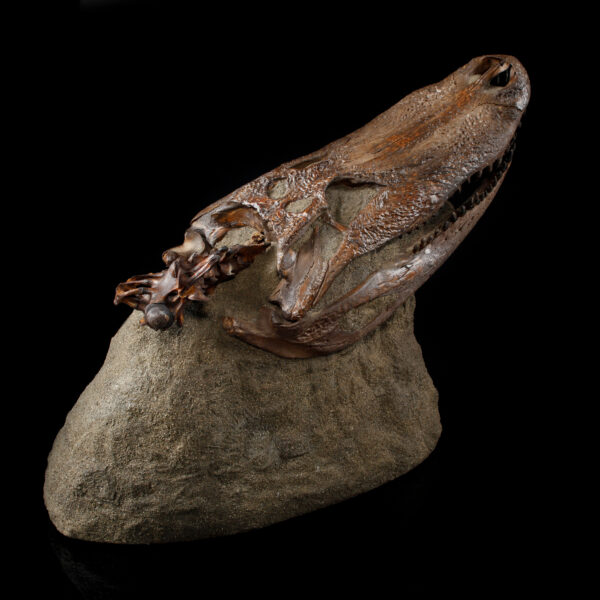 Fossilized Alligator Skull on Consolidated Matrix