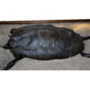 Fossil Alligator Snapping Turtle 5