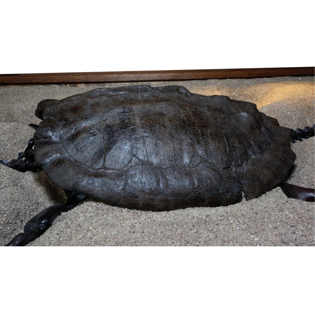 Fossil Alligator Snapping Turtle