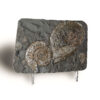 Ammonite Tile - Small