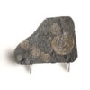 Ammonite Tile – Small 3