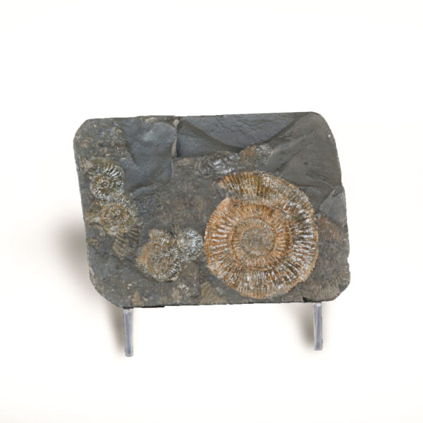 Ammonite Tile - Small