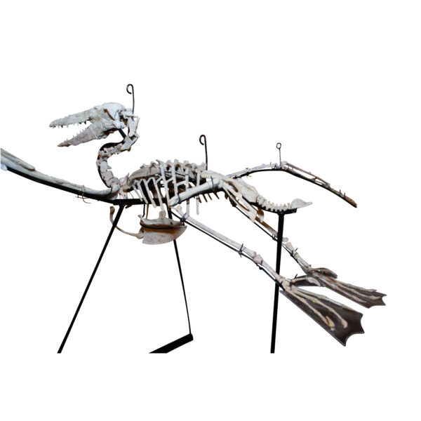 Odontopteryx Toothed Bird