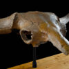 Fossilized Bison Priscus Skull 3