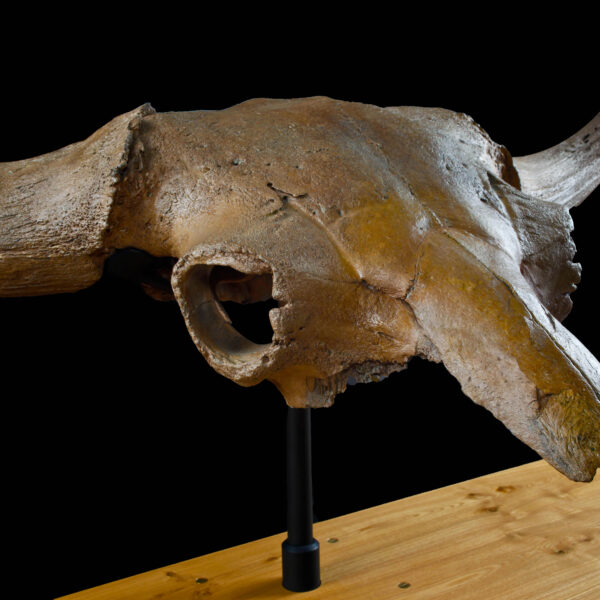 Fossilized Bison Priscus Skull