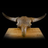 Fossilized Bison Priscus Skull 4