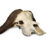 Buffalo Skull 3