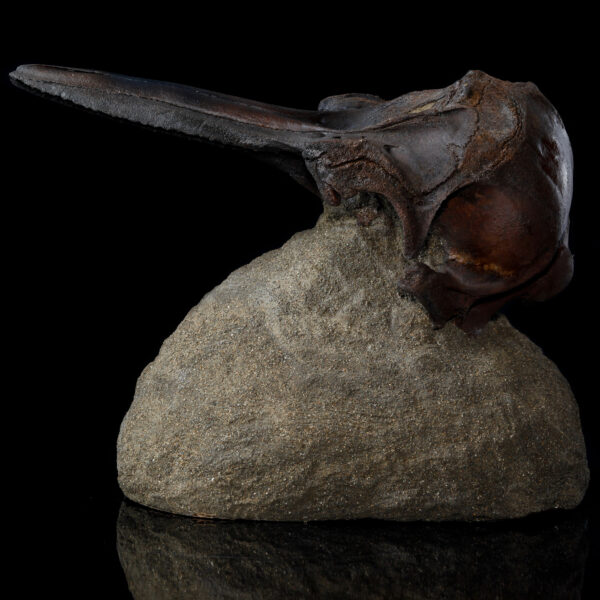 Dolphin Skull Fossil