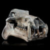 Hippopotamus Lemerlei Fossil Skull