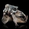 Hippopotamus Lemerlei Fossil Skull 3