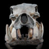 Hippopotamus Lemerlei Fossil Skull 4