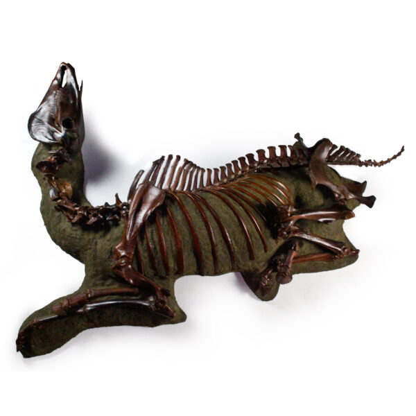 Fossilized North American Horse