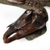 Fossilized North American Horse 2