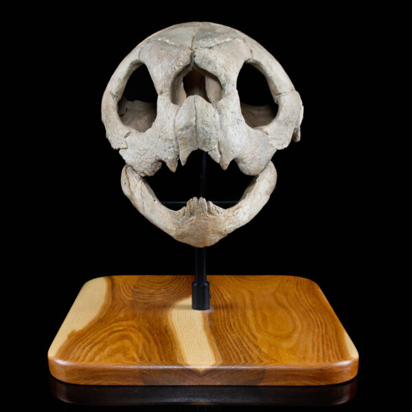 Sea Turtle Fossil Skull