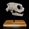 Sea Turtle Fossil Skull 2