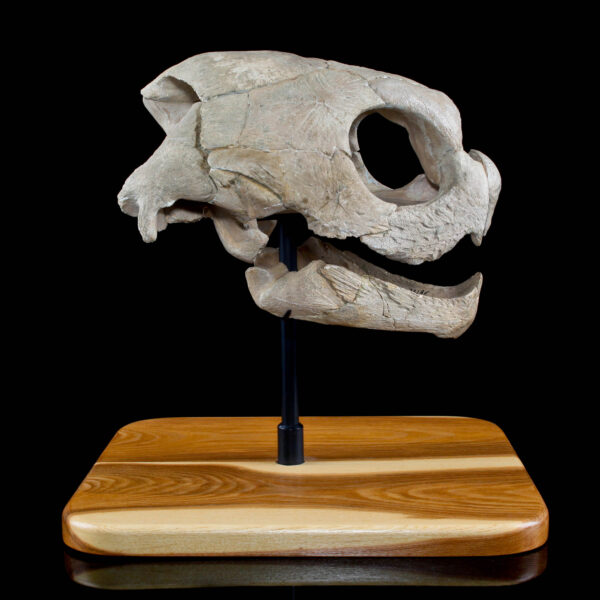 Sea Turtle Fossil Skull
